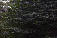 Paracroton pendulus subsp. zeylanicus